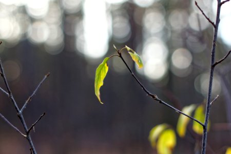Last leafs