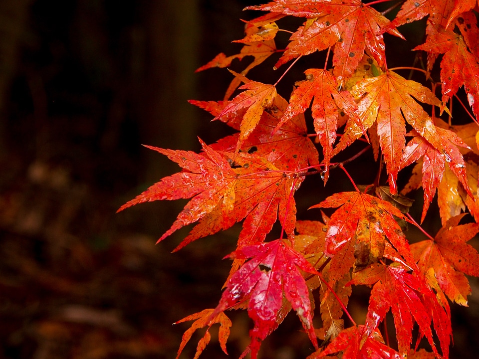 Valley autumn leaf