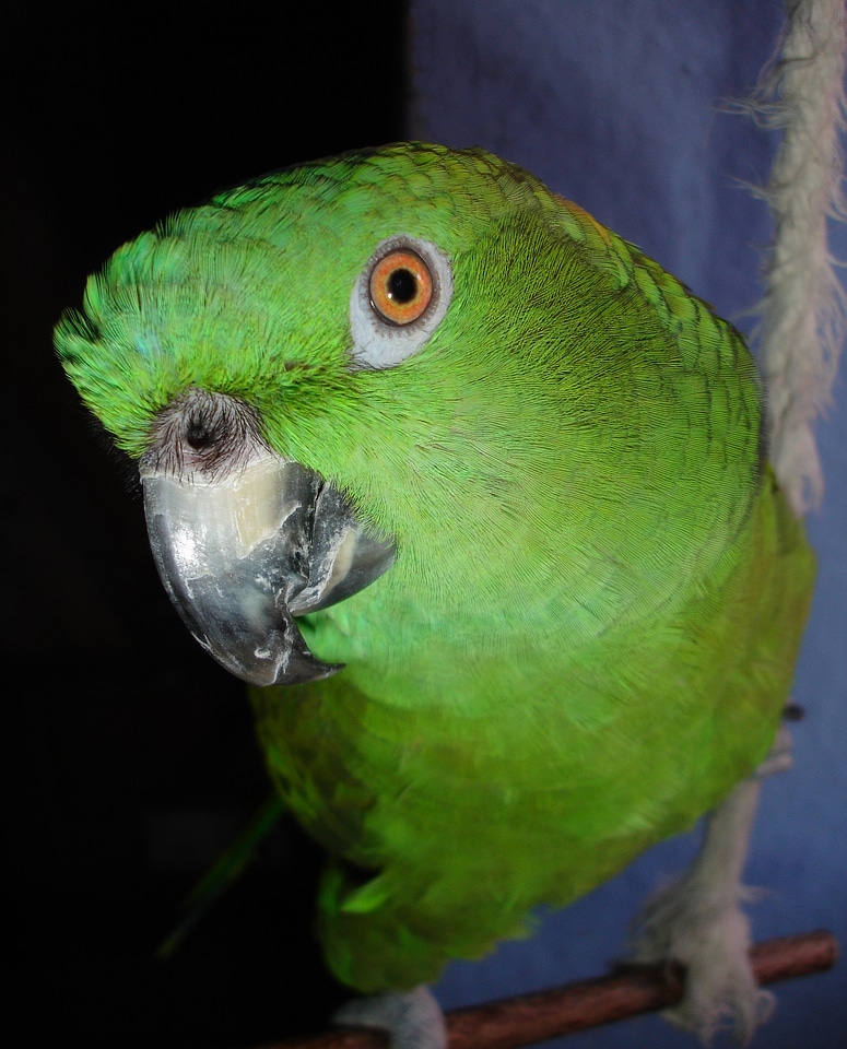 Bird green feather