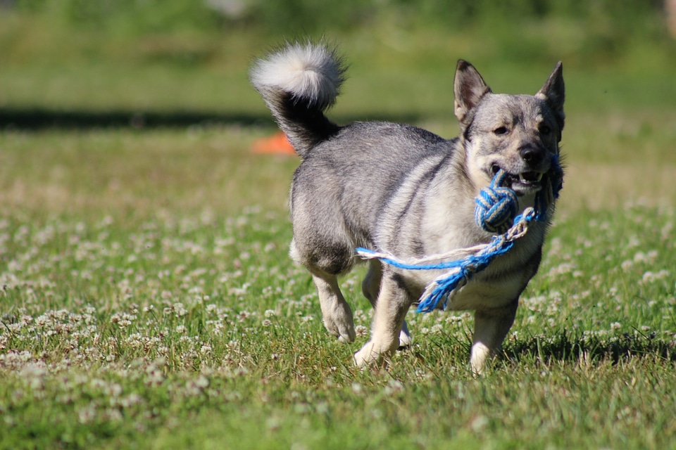 Pet toy länsigöötanmaan spitz