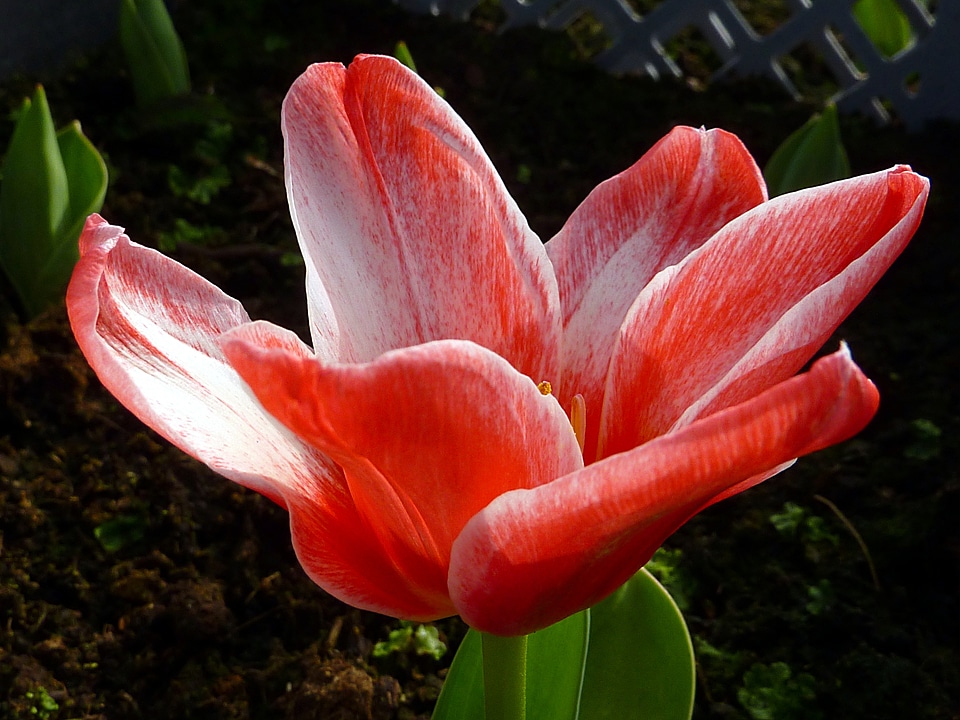 Red fritz kriesler spring
