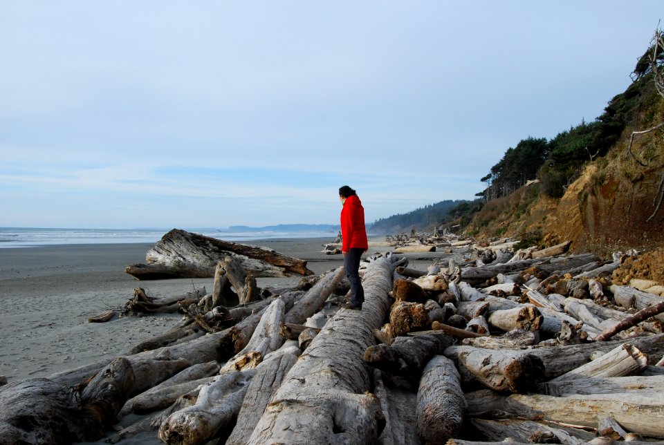 visitor standing driftwood beach logs saftey kalaloch d archuleta march 05 2015