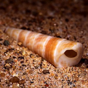 Amazonasschnecke