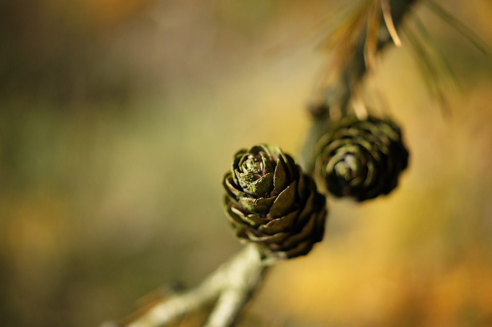 Green seasons macro
