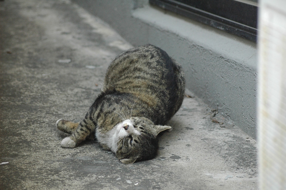 Cat winsome alley