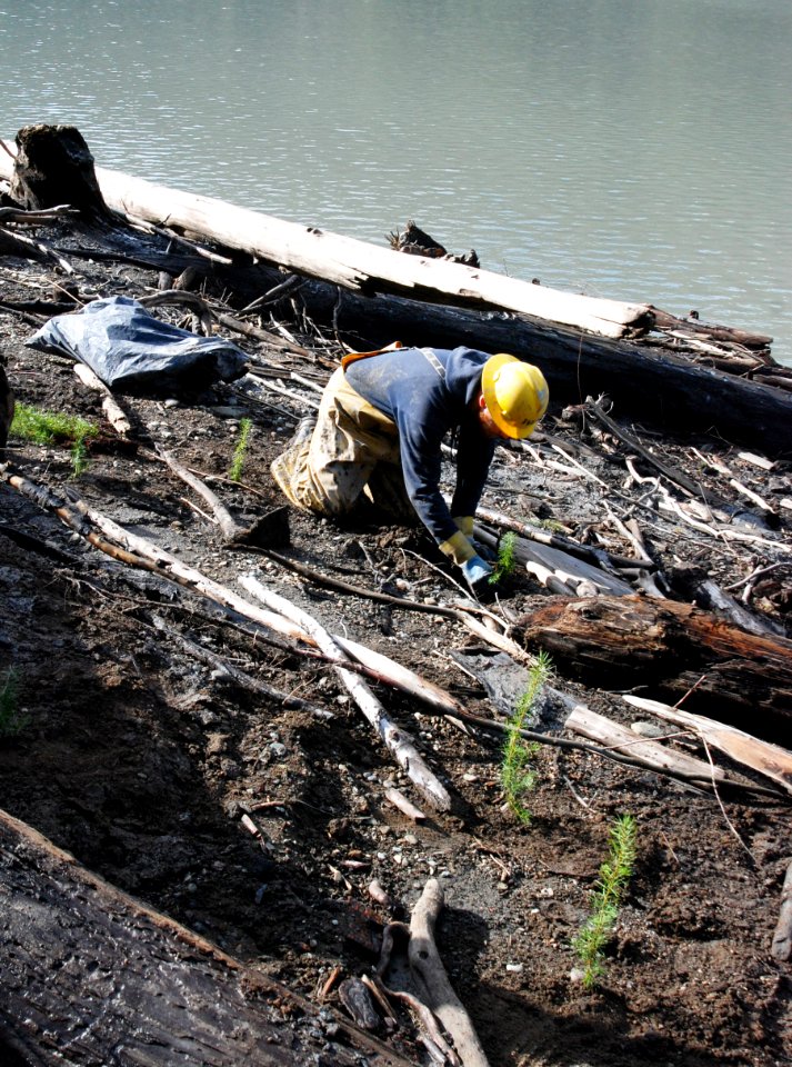Elwha river people Planting Douglas fir revegetation  plot NE1 3-1-12 NPS photo J Burger (3)