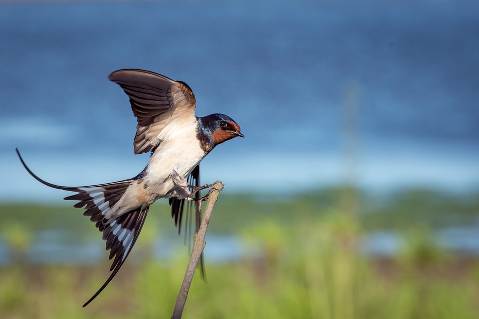 Flight landing approaching