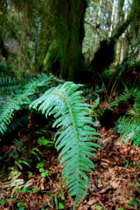 ferns frond rainforest quinault d archuleta march 05 2015