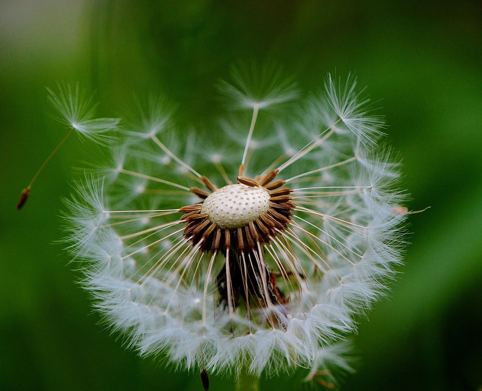 Flower close up pointed flower