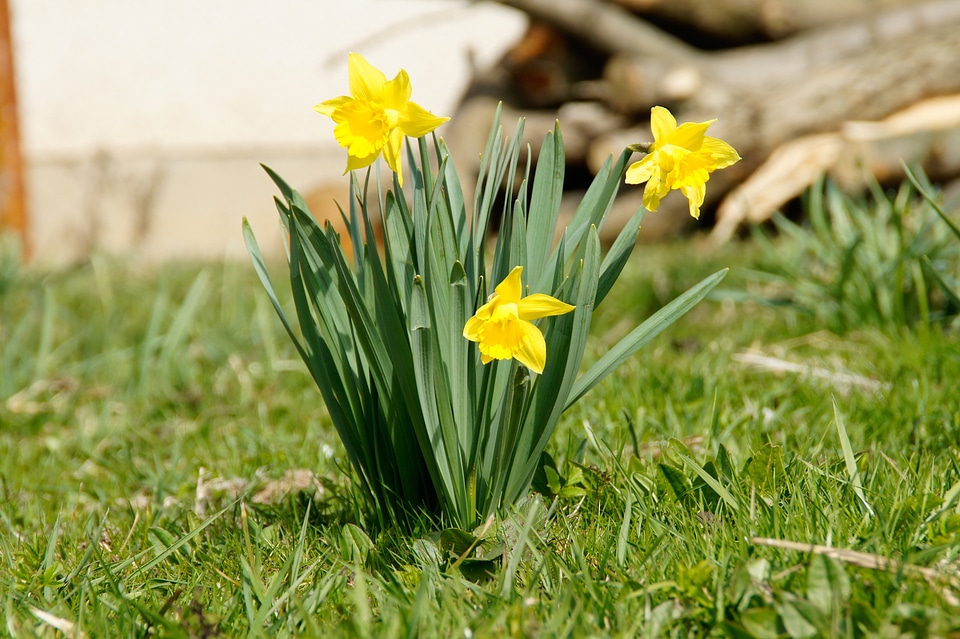 Easter nature meadow