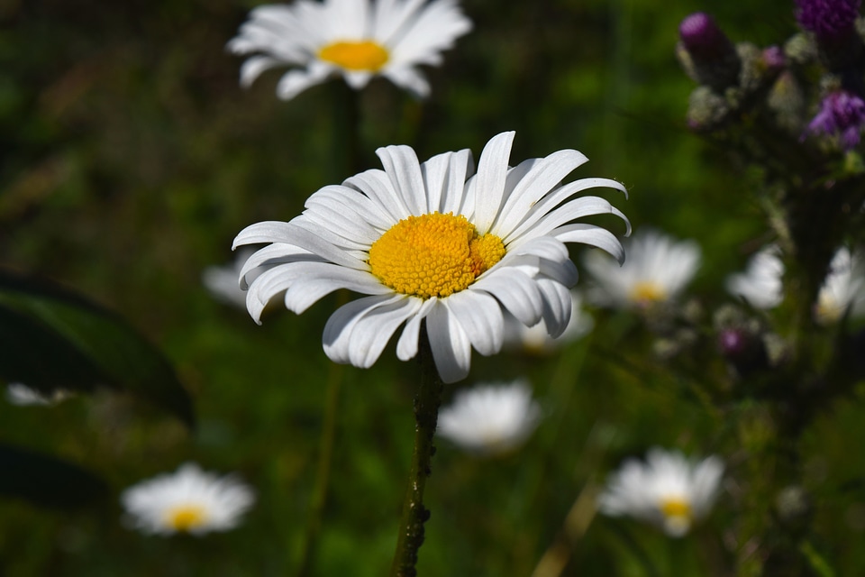 Flora plant genuine chamomile
