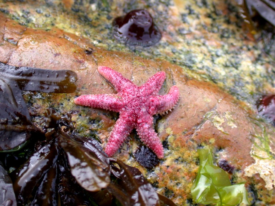 Leptasterias starfish six-rayed seastar ocean marine NPS Photo