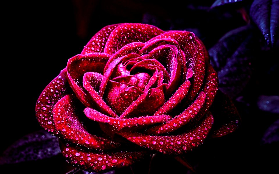 My Beatiful Rose