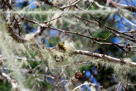 methuselah beard mossy quinault rainforest c bubar march 05 2015