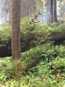 Firefighter in Paraside Fire area