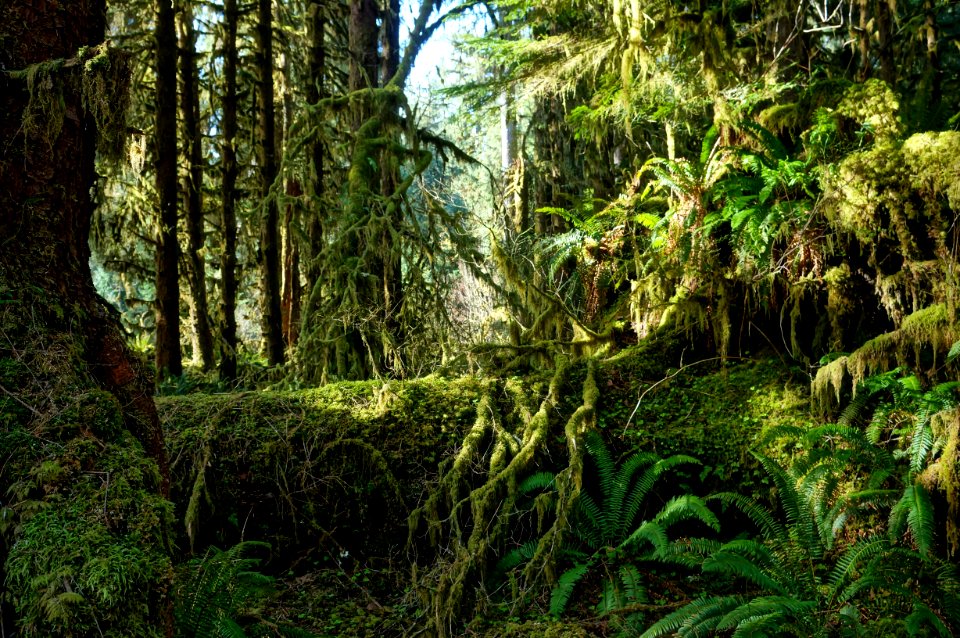 Hoh rainforest scenic mossy logs r mckenna march 2015