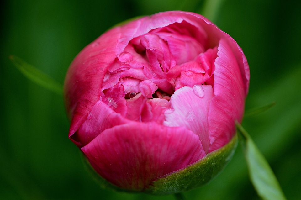 Blossom bloom nature