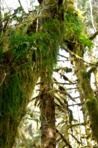 canopy mossy fern tree quinault rainforest spring maple glades trail spring r mckenna march 2015