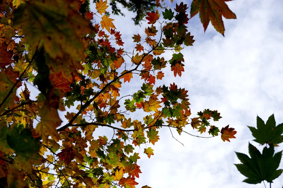 clouds leaves silhoutte leaves scenic fall sutumn d archuleta 2015