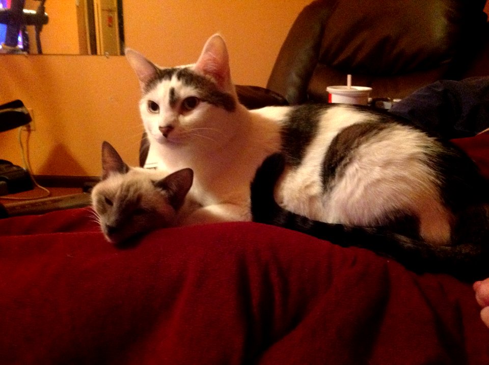 MHP Tomcat-and-Kitten