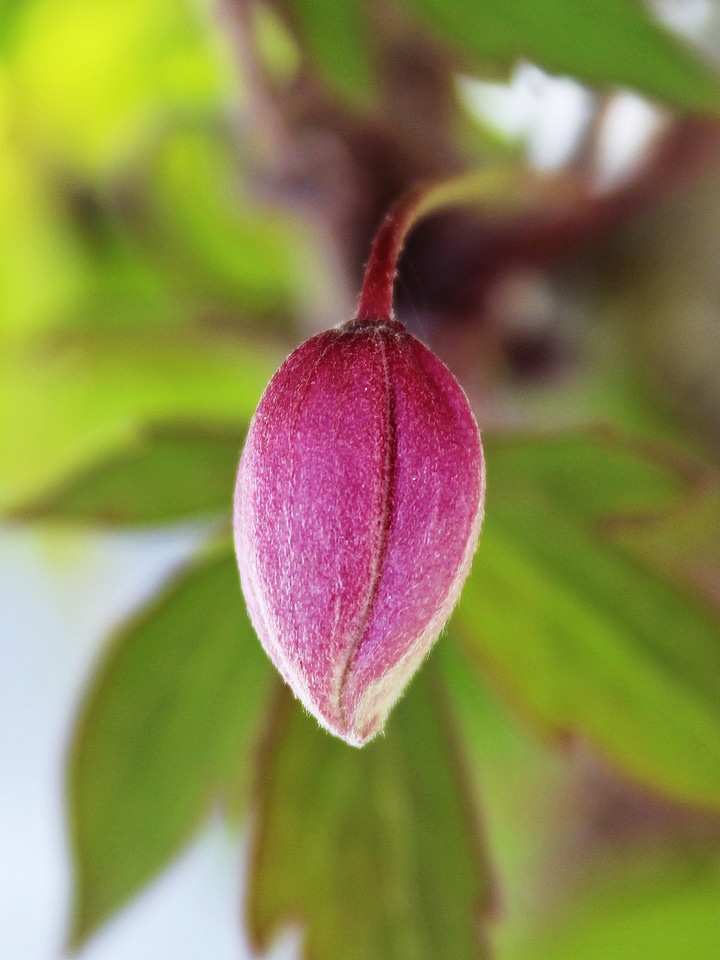 Blossom bloom plant