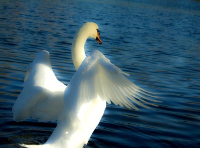 Cygne photo