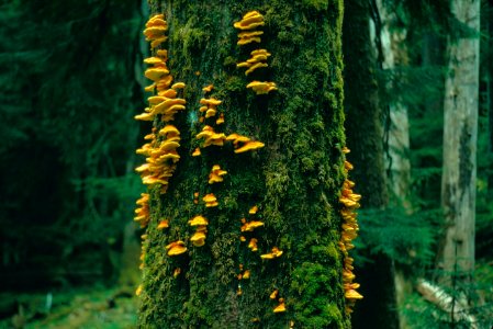 Chicken of the Woods   Polyporus sulphureus