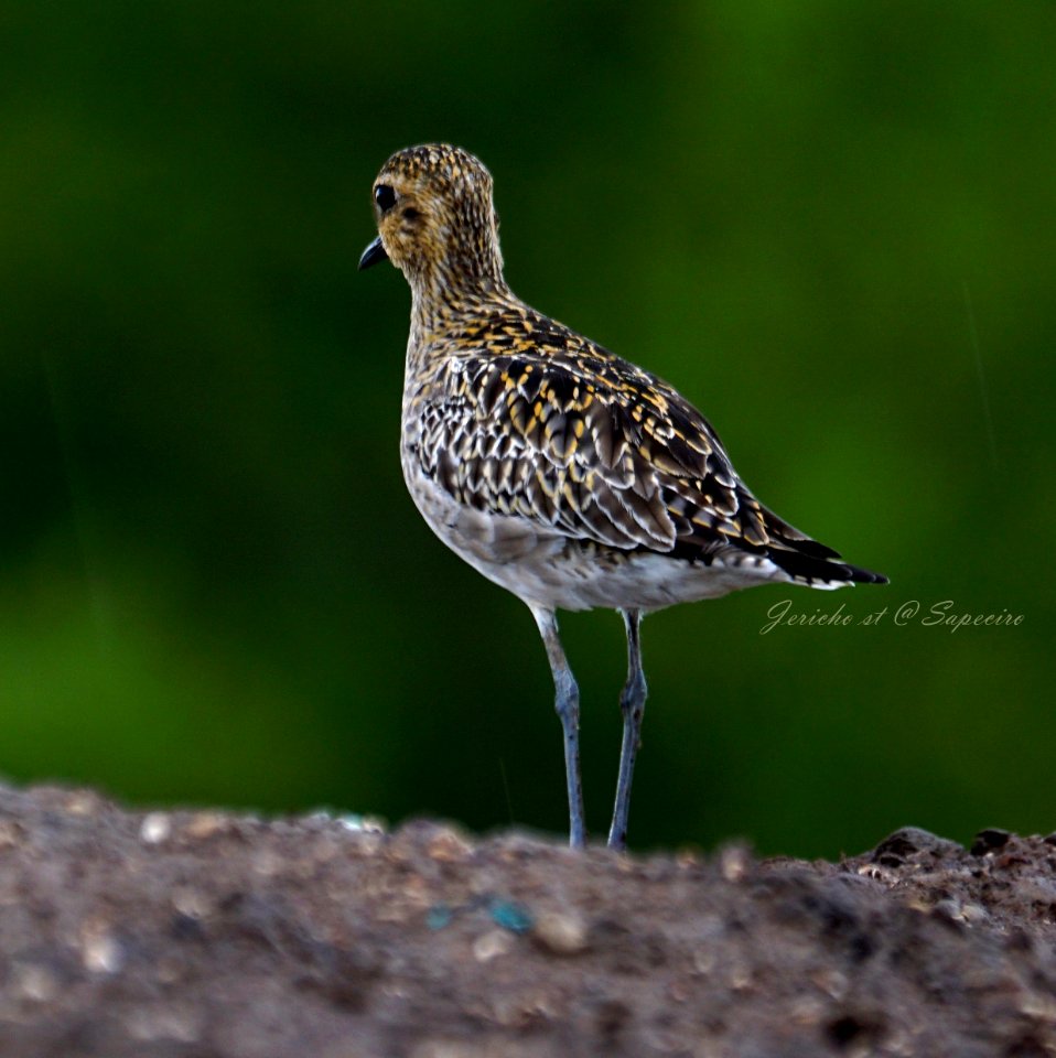 Pacific golden plover Bima - NTB