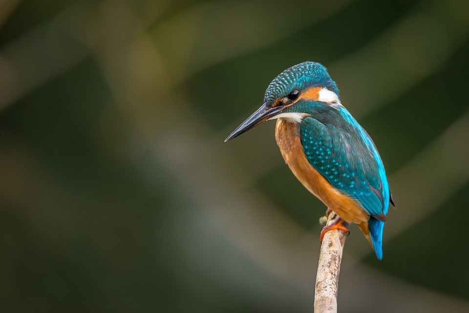 Wildlife macro closeup