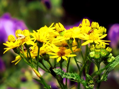Flower Bees