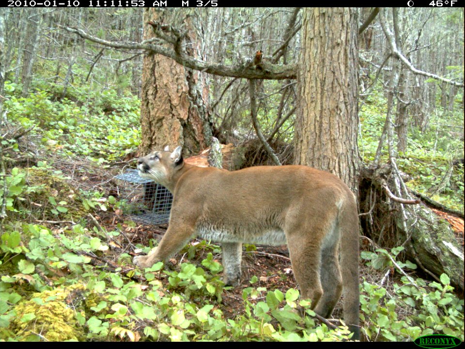 animal mammal Cougar fishertrap wildlife DeerPark NPS Photo 1-2010 photo