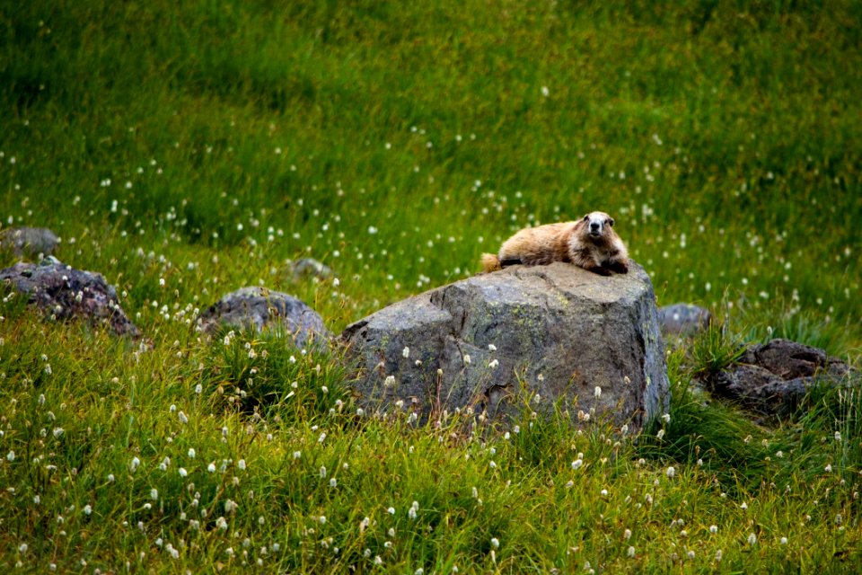 Animals mammal marmot rock wildlife NPS Photo