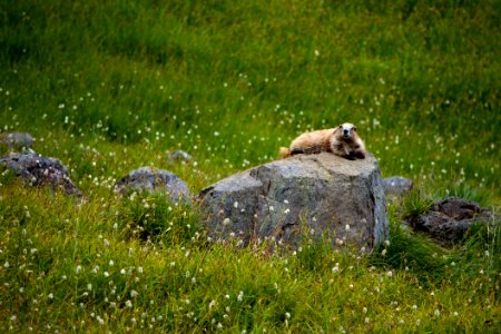 Animals mammal marmot rock wildlife NPS Photo photo