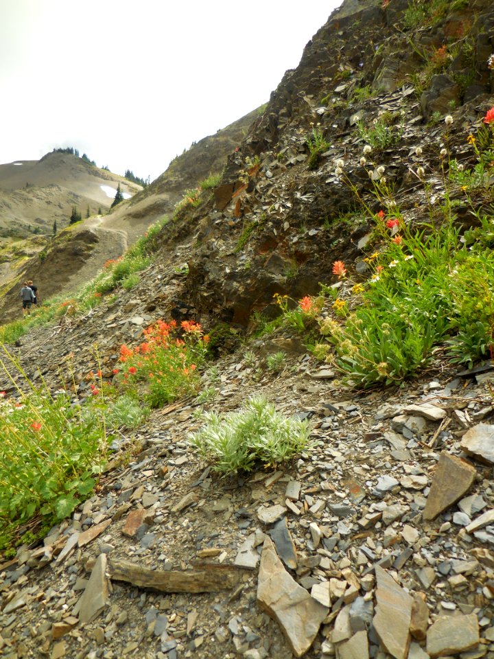 wildflowers hurricane hill trail summer c bubar july 2014
