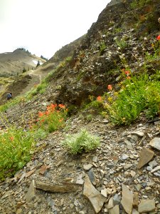wildflowers hurricane hill trail summer c bubar july 2014