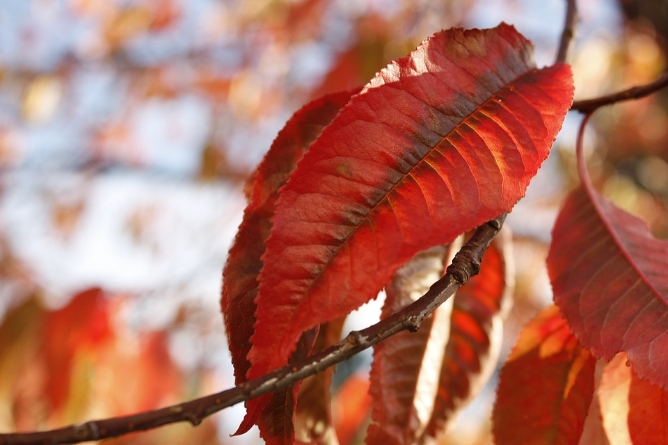 Nature autumn fall
