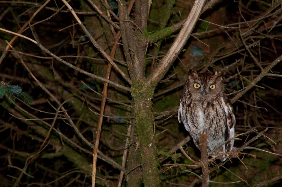 animals birds barred owls Hoh NPS Photo j Preston