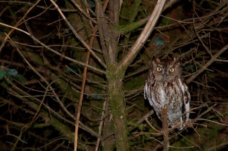 animals birds barred owls Hoh NPS Photo j Preston