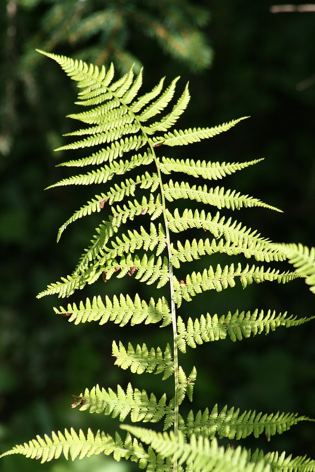 Plant nature leaves