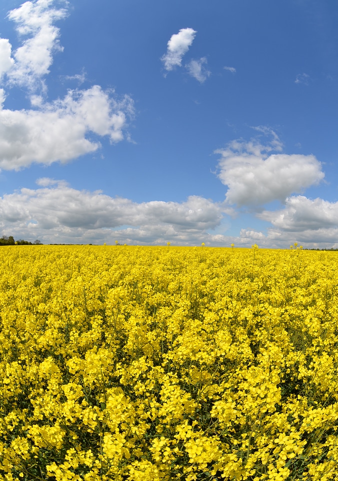 Yellow rape rapeseed