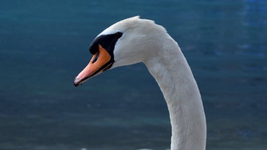 Garda Lake swan. photo
