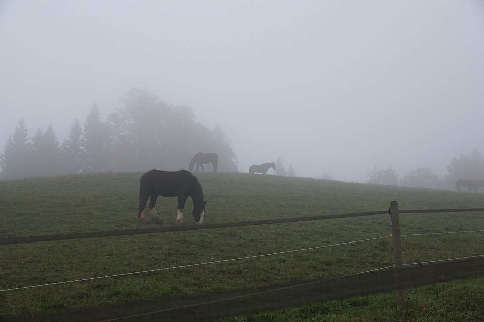 Pasture field grass