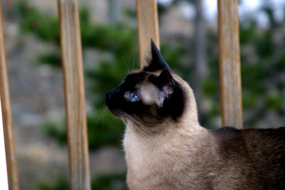 MHP Siamese-Close