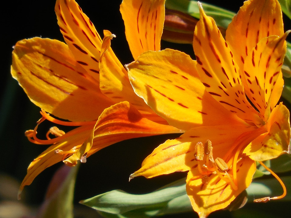 Nature floral blossom