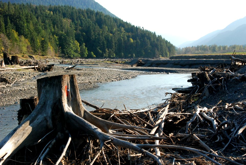 Elwha river stumps rstoration project j burger 2012