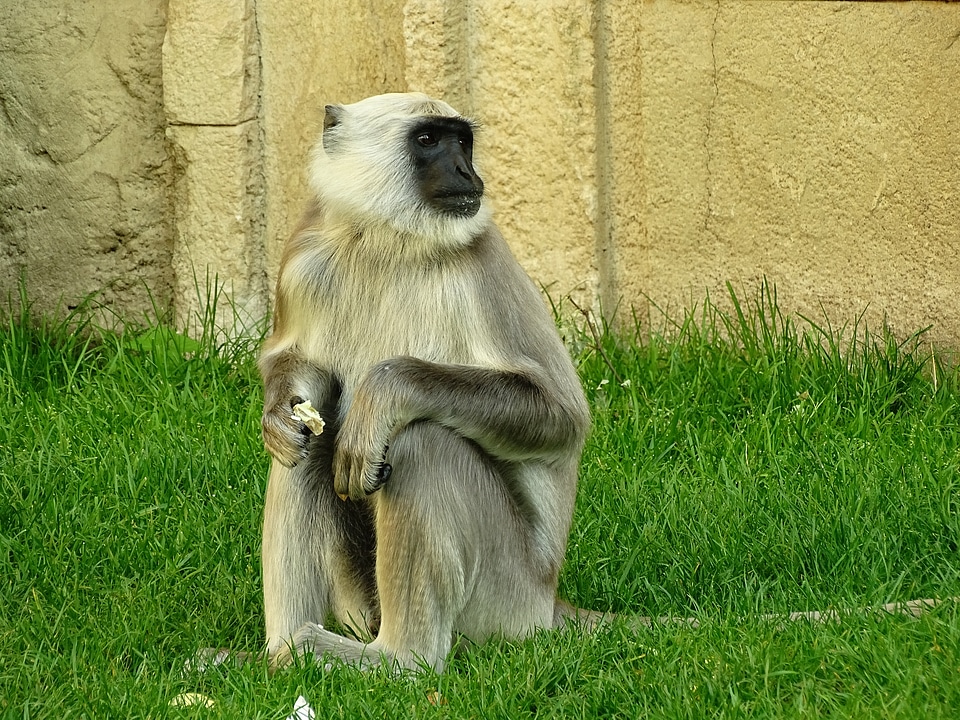 Zoo animal world thoughtful