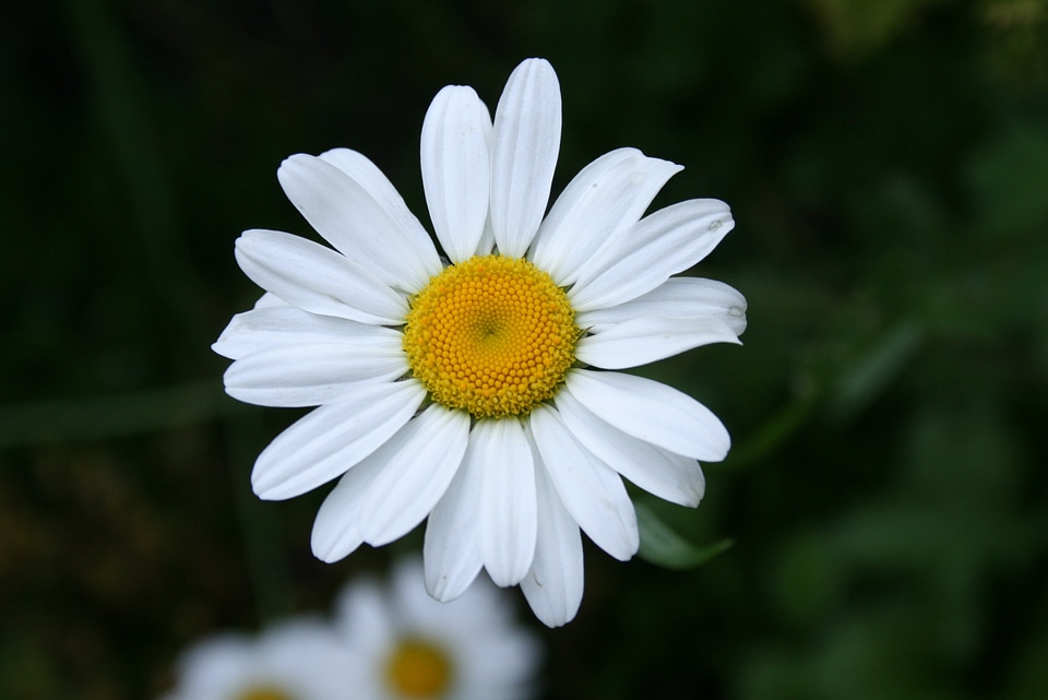 Nature white summer flowers