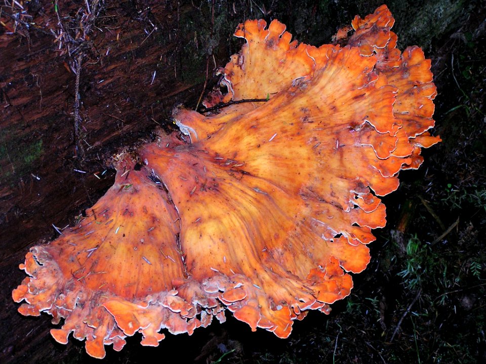 Large orange  Fungus South Fork Hoh trail NPS Photo