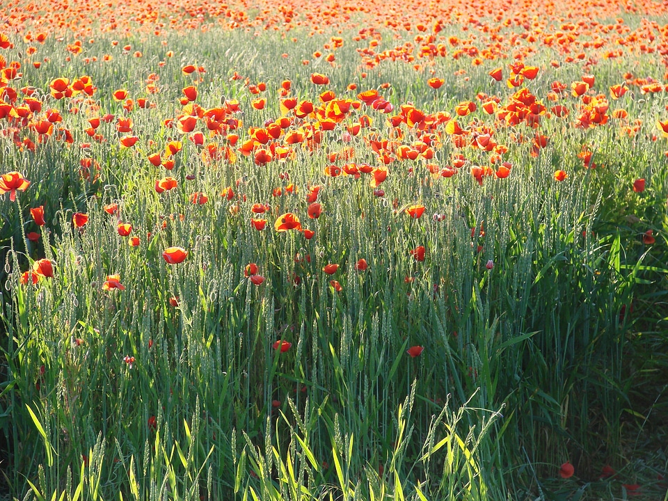 Field landscape summer
