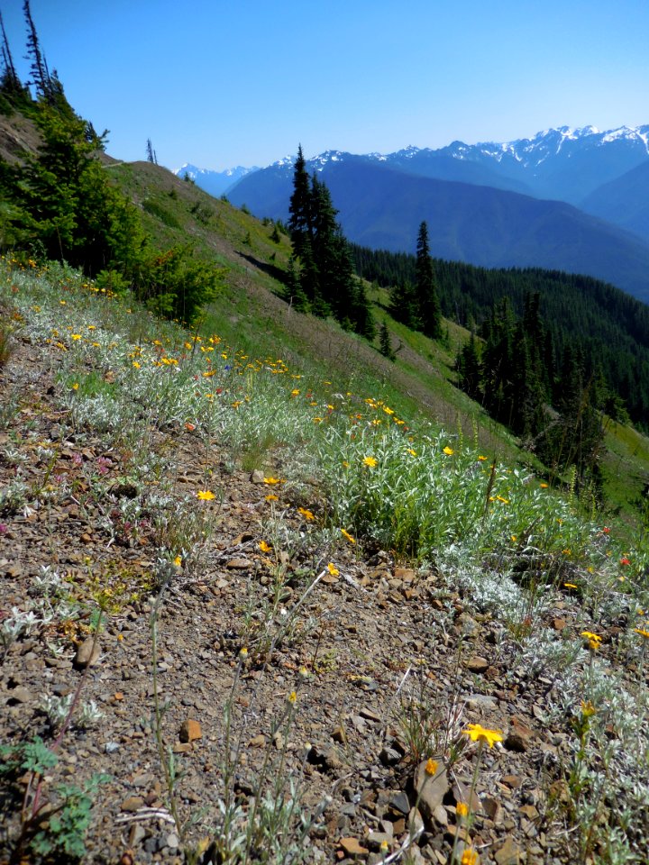 yellow wildflowers apline flower meadow hurricane ridge c bubar july 01 2014